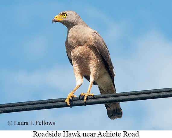 Roadside Hawk - © Laura L Fellows and Exotic Birding LLC