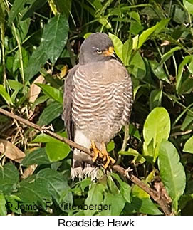 Roadside Hawk - © James F Wittenberger and Exotic Birding LLC
