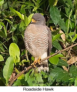 Roadside Hawk - © James F Wittenberger and Exotic Birding LLC