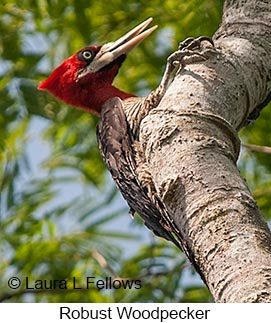 Robust Woodpecker - © Laura L Fellows and Exotic Birding LLC