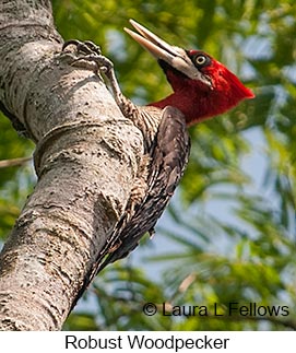 Robust Woodpecker - © Laura L Fellows and Exotic Birding LLC