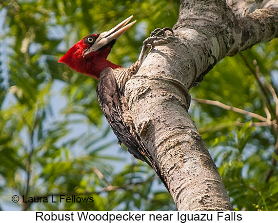 Robust Woodpecker - © Laura L Fellows and Exotic Birding LLC