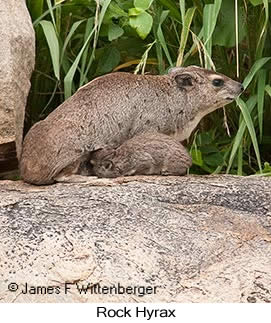Rock Hyrax - &copy; James F Wittenberger and Exotic Birding LLC