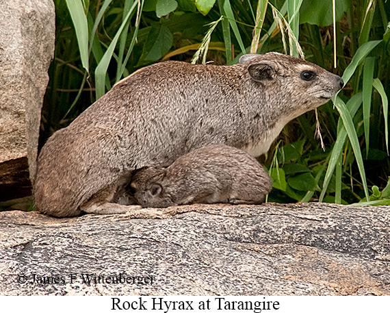 Rock Hyrax - © James F Wittenberger and Exotic Birding LLC