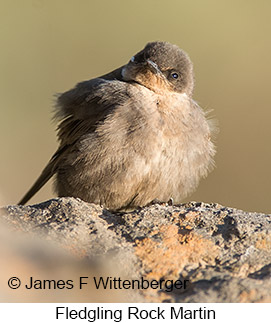 Rock Martin - © James F Wittenberger and Exotic Birding LLC Rock Martin - © James F Wittenberger and Exotic Birding LLC