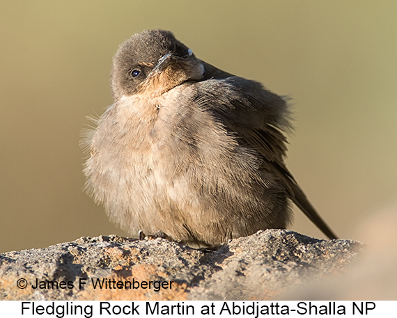 Rock Martin - © James F Wittenberger and Exotic Birding LLC