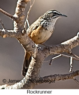 Rockrunner - © James F Wittenberger and Exotic Birding LLC