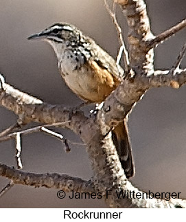 Rockrunner - © James F Wittenberger and Exotic Birding LLC