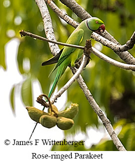 Rose-ringed Parakeet - © James F Wittenberger and Exotic Birding LLC Rose-ringed Parakeet - © James F Wittenberger and Exotic Birding LLC