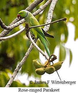 Rose-ringed Parakeet - © James F Wittenberger and Exotic Birding LLC