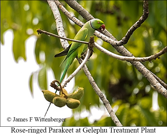 Rose-ringed Parakeet - © James F Wittenberger and Exotic Birding LLC