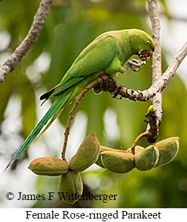 Female Rose-ringed Parakeet - © James F Wittenberger and Exotic Birding LLC