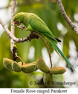 Female Rose-ringed Parakeet - © James F Wittenberger and Exotic Birding LLC