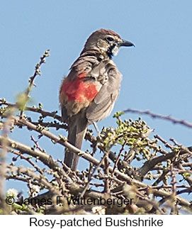 Rosy-patched Bushshrike - © James F Wittenberger and Exotic Birding LLC