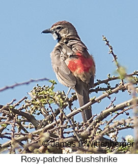 Rosy-patched Bushshrike - © James F Wittenberger and Exotic Birding LLC