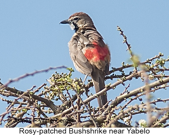 Rosy-patched Bushshrike - © James F Wittenberger and Exotic Birding LLC