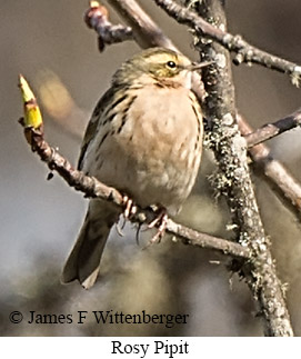 Rosy Pipit - © James F Wittenberger and Exotic Birding LLC