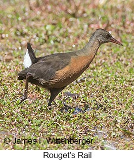 Rouget's Rail - © James F Wittenberger and Exotic Birding LLC Rouget's Rail - © James F Wittenberger and Exotic Birding LLC
