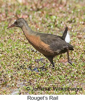 Rouget's Rail - © James F Wittenberger and Exotic Birding LLC Rouget's Rail - © James F Wittenberger and Exotic Birding LLC