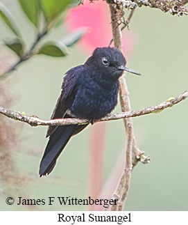 Royal Sunangel - &copy; James F Wittenberger and Exotic Birding LLC
