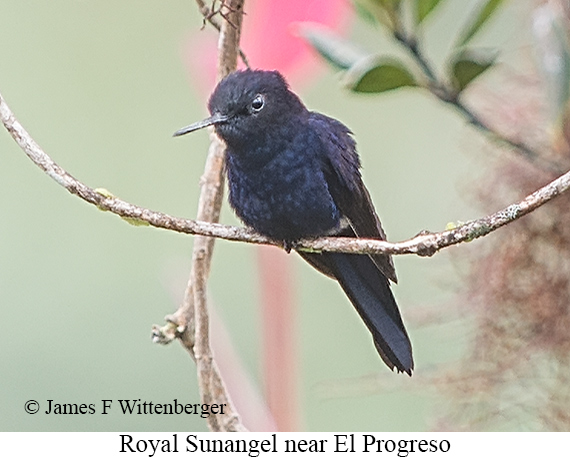 Royal Sunangel - &copy; James F Wittenberger and Exotic Birding LLC