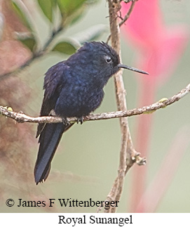 Royal Sunangel - &copy; James F Wittenberger and Exotic Birding LLC