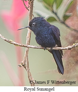 Royal Sunangel - &copy; James F Wittenberger and Exotic Birding LLC