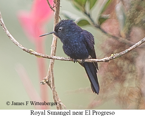 Royal Sunangel - &copy; James F Wittenberger and Exotic Birding LLC