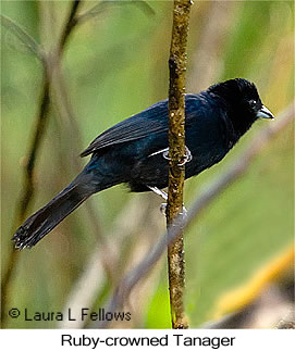 Ruby-crowned Tanager - © Laura L Fellows and Exotic Birding LLC