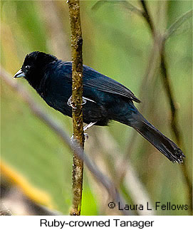 Ruby-crowned Tanager - © Laura L Fellows and Exotic Birding LLC