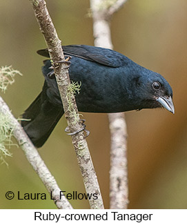 Ruby-crowned Tanager - © Laura L Fellows and Exotic Birding LLC