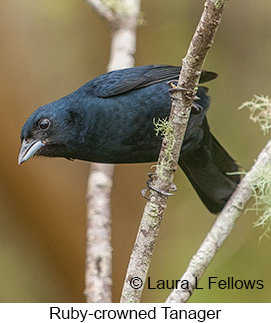 Ruby-crowned Tanager - © Laura L Fellows and Exotic Birding LLC