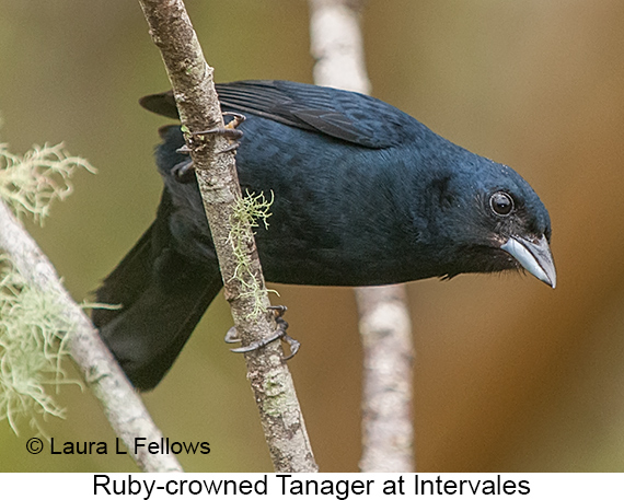 Ruby-crowned Tanager - © Laura L Fellows and Exotic Birding LLC