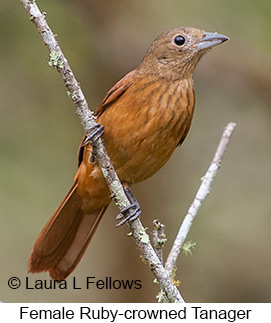 Ruby-crowned Tanager - © Laura L Fellows and Exotic Birding LLC