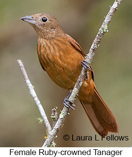 Ruby-crowned Tanager - © Laura L Fellows and Exotic Birding LLC