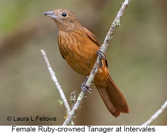 Ruby-crowned Tanager - © Laura L Fellows and Exotic Birding LLC