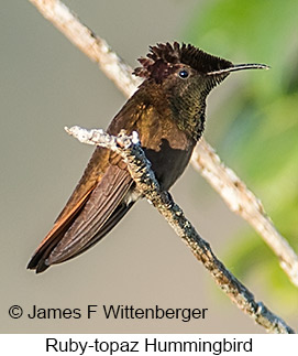 Ruby-topaz Hummingbird - © James F Wittenberger and Exotic Birding LLC
