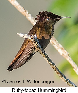 Ruby-topaz Hummingbird - © James F Wittenberger and Exotic Birding LLC Ruby-topaz Hummingbird - © James F Wittenberger and Exotic Birding LLC