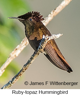 Ruby-topaz Hummingbird - © James F Wittenberger and Exotic Birding LLC