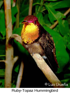 Ruby-topaz Hummingbird - &copy; Luis Eduardo Urue&ntilde;a - Presented by Exotic Birding tours