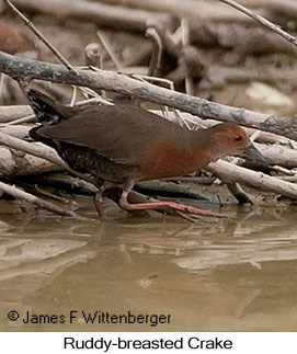 Ruddy-breasted Crake - © James F Wittenberger and Exotic Birding LLC Ruddy-breasted Crake - © James F Wittenberger and Exotic Birding LLC