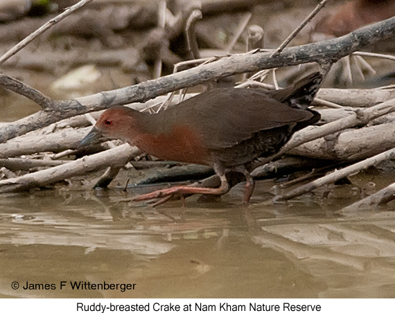 Ruddy-breasted Crake - © James F Wittenberger and Exotic Birding LLC