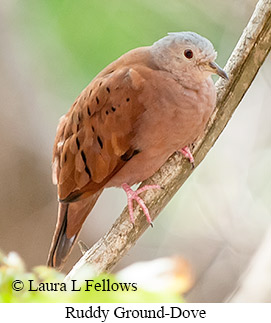 Ruddy Ground-Dove - © Laura L Fellows and Exotic Birding LLC