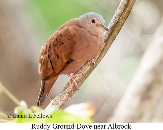 Ruddy Ground-Dove - © Laura L Fellows and Exotic Birding LLC Ruddy Ground-Dove - © Laura L Fellows and Exotic Birding LLC