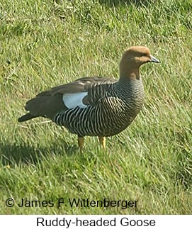 Ruddy-headed Goose - © James F Wittenberger and Exotic Birding LLC Ruddy-headed Goose - © James F Wittenberger and Exotic Birding LLC