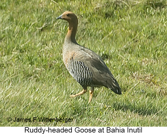 Ruddy-headed Goose - © James F Wittenberger and Exotic Birding LLC Ruddy-headed Goose - © James F Wittenberger and Exotic Birding LLC