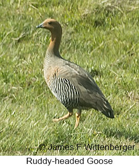 Ruddy-headed Goose - © James F Wittenberger and Exotic Birding LLC Ruddy-headed Goose - © James F Wittenberger and Exotic Birding LLC