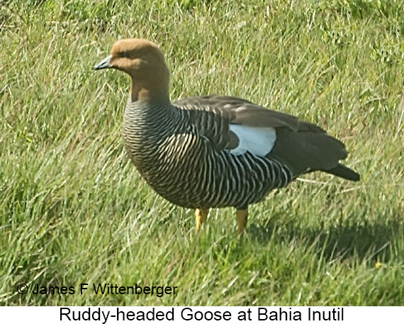 Ruddy-headed Goose - © James F Wittenberger and Exotic Birding LLC Ruddy-headed Goose - © James F Wittenberger and Exotic Birding LLC