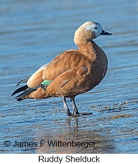 Ruddy Shelduck - &copy; James F Wittenberger and Exotic Birding LLC