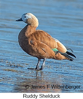 Ruddy Shelduck - © James F Wittenberger and Exotic Birding LLC Ruddy Shelduck - © James F Wittenberger and Exotic Birding LLC